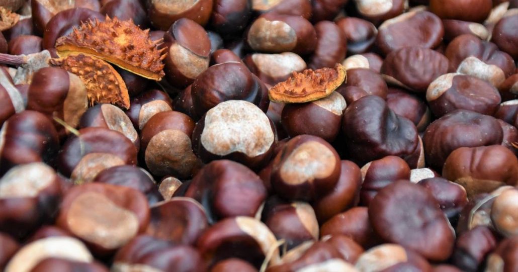 Чому каштани збирають мішками