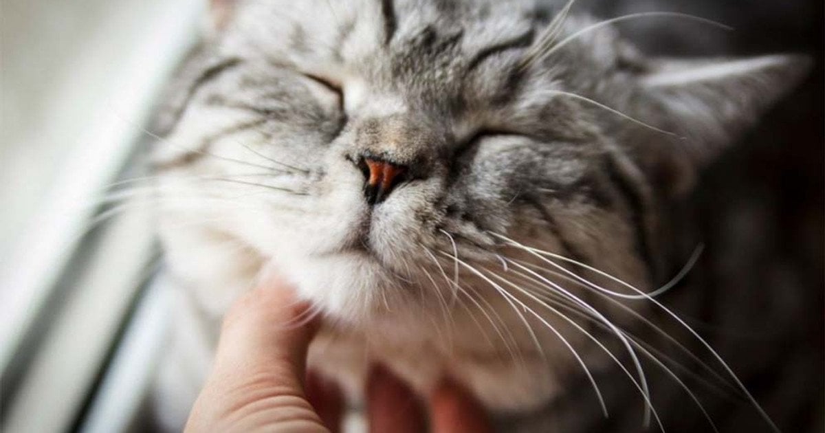 Що означає котяче муркотіння: 7 причин та секрети цього загадкового звуку