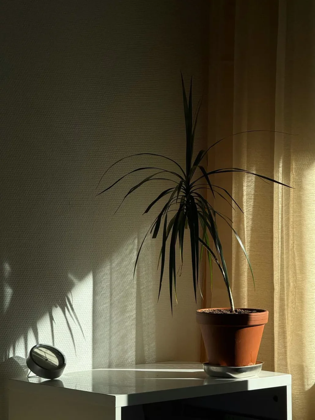 Чому сохнуть кінчики у драцени