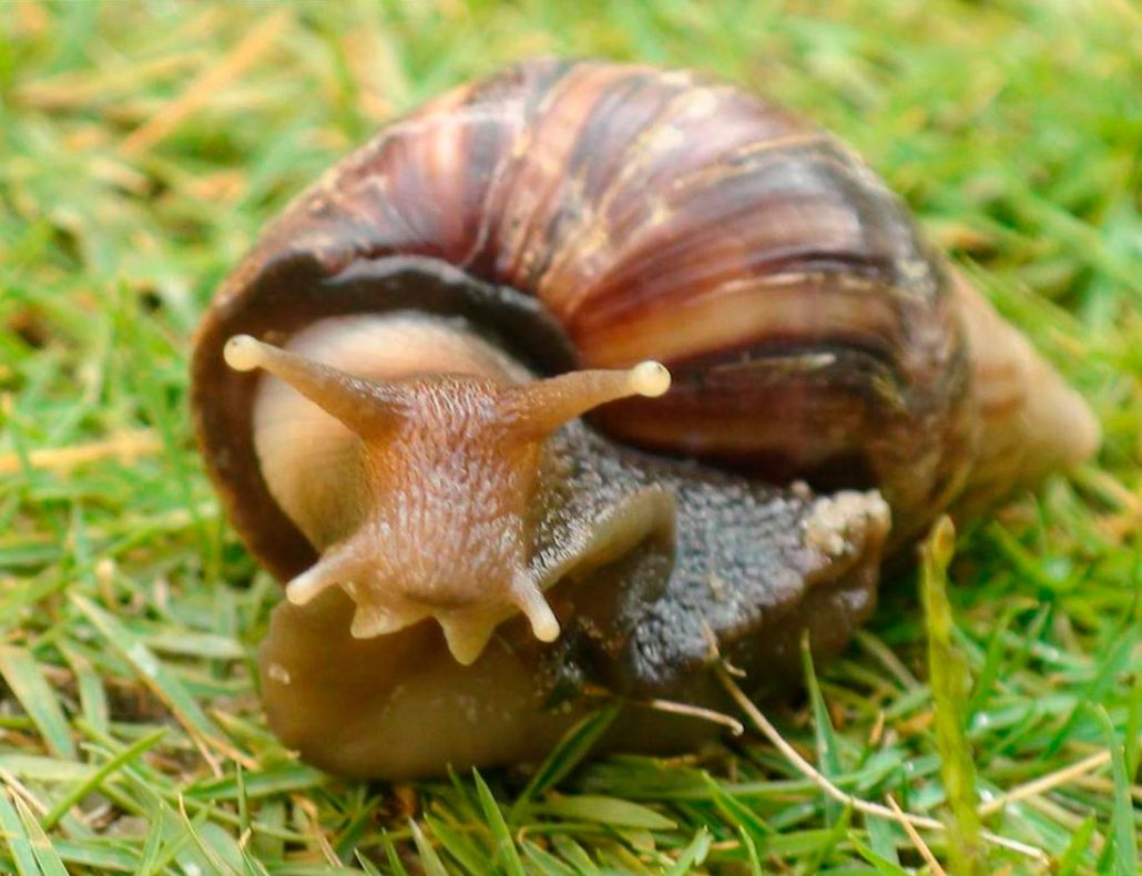 Звідки з'являється раковина у равлика