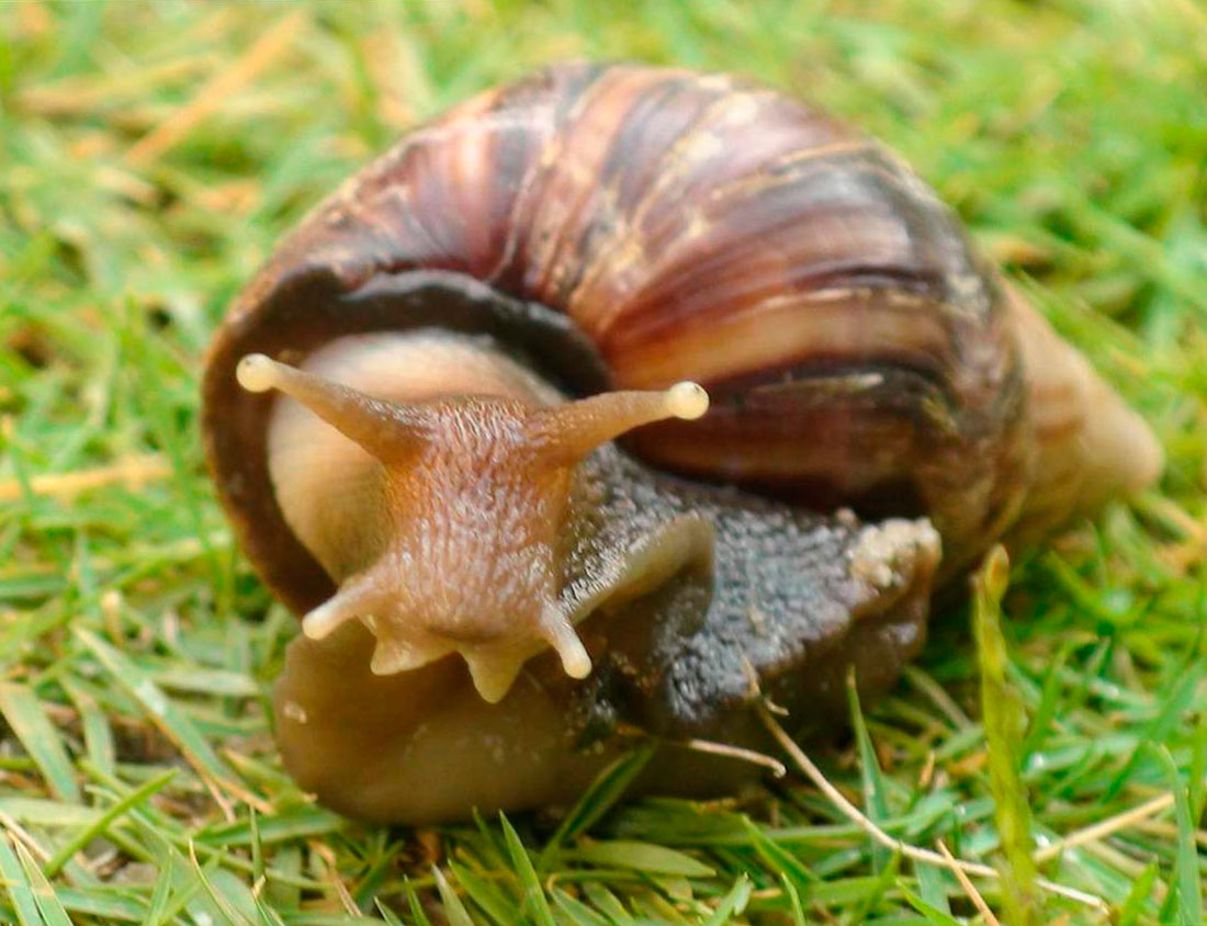 Звідки з’являється раковина у равлика: унікальна будова і роль у житті молюска